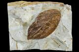 Fossil Dogwood Leaf (Cornus) - Montana #113247-1